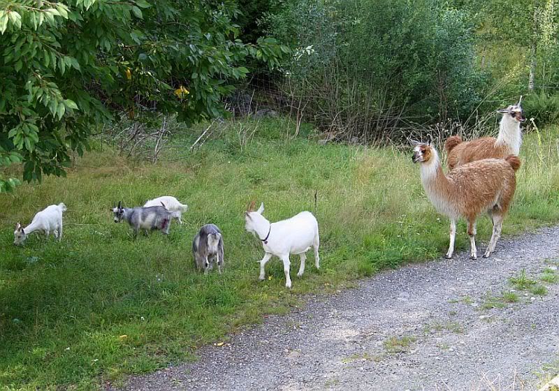 LLamas are here! Pic heavy - Goats