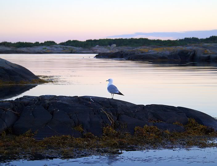 LLamas are here! Pic heavy - Goats