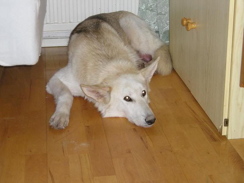 wolfdog3.jpg