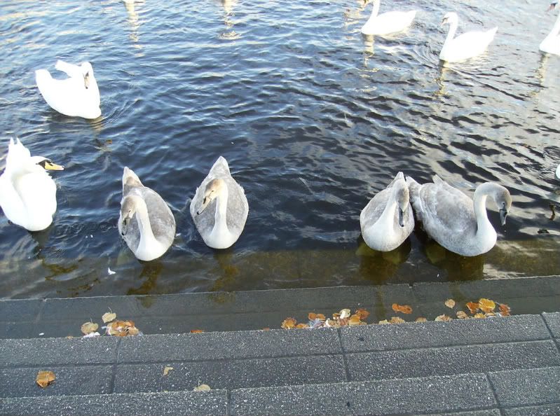 DucksSwans023-1.jpg