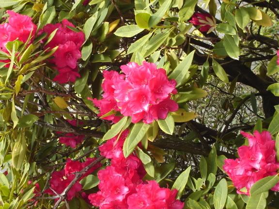 Photobucket - Video and Image Hosting