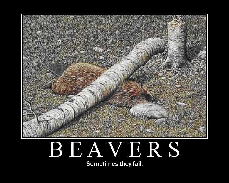 Beavers.jpg