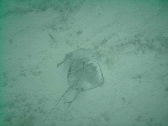 PICT0040-1.jpg