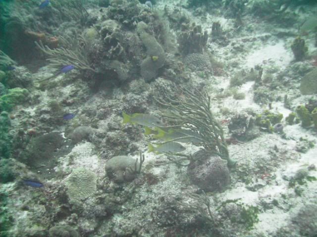 cozfish-4.jpg