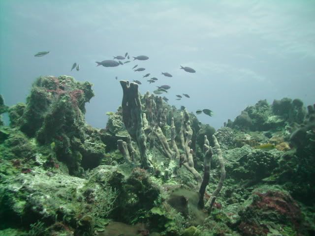 cozreef2-1.jpg