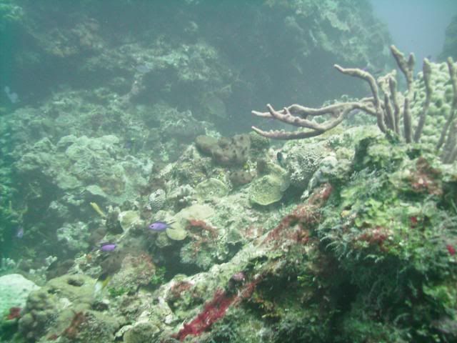 cozreef3-1.jpg