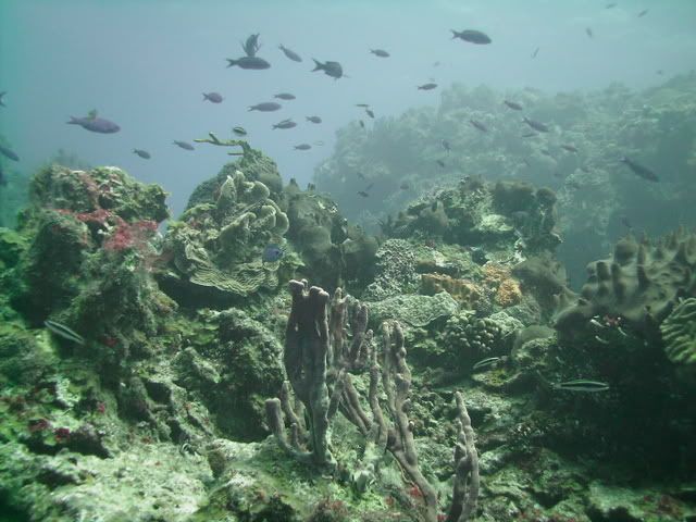 cozumelreef-1.jpg