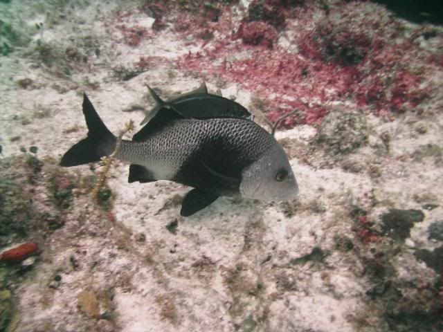 fishpic-1.jpg