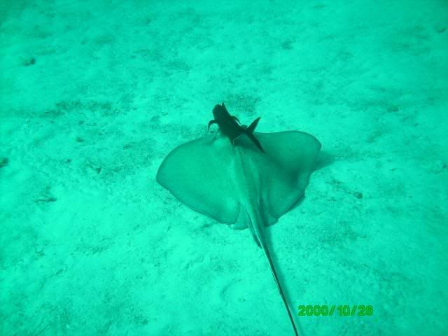 ray-1.jpg