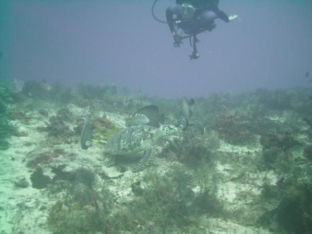 toniaturtle-1.jpg