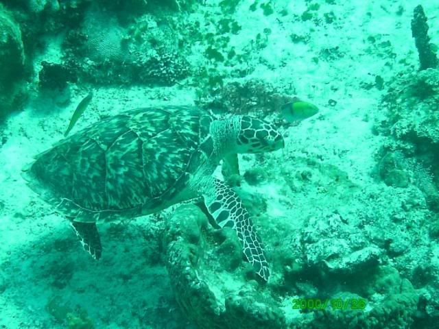 turtle-3.jpg
