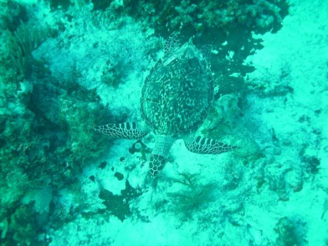 turtlebelow-3.jpg