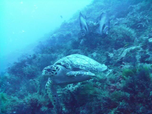 turtleheadon-1.jpg