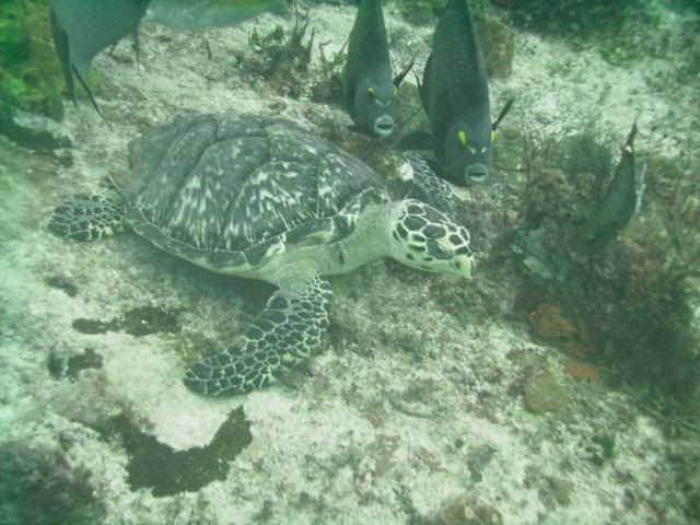 turtlepic-1.jpg