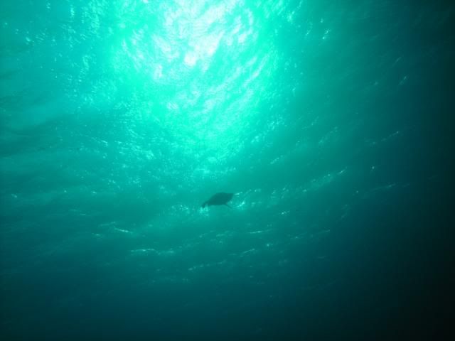 turtleup-1.jpg