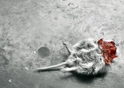 maus.jpg