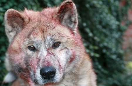 wolf.jpg