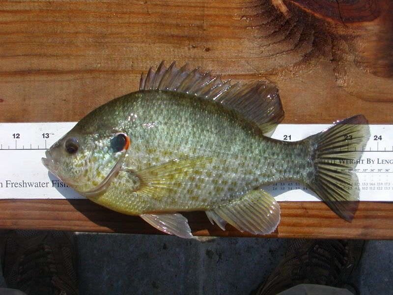 Several unknown facts about redear sunfish - Pond Boss Forum
