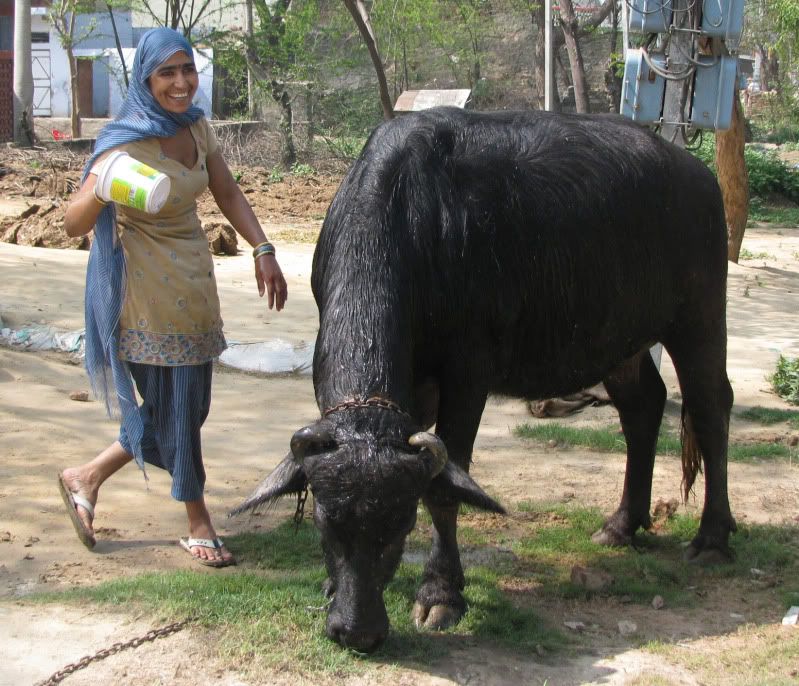 Lady in a blue salwar kameez washing a black buffalo "India travel stories"