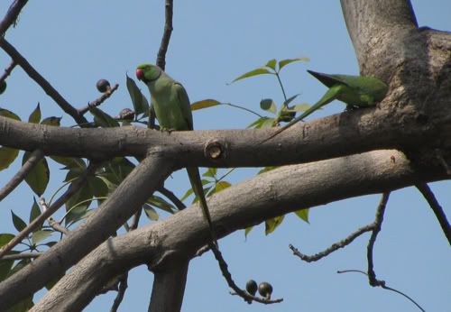 Green Indian ringneck parakeets "Indian parakeets"