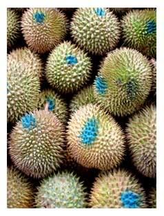 durian