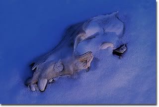 Wolf Skull Pictures, Images and Photos
