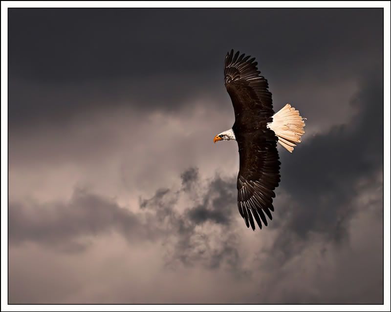 Storm Bringer - Bald Eagle Pictures, Images and Photos