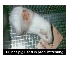 abused animals in labs
