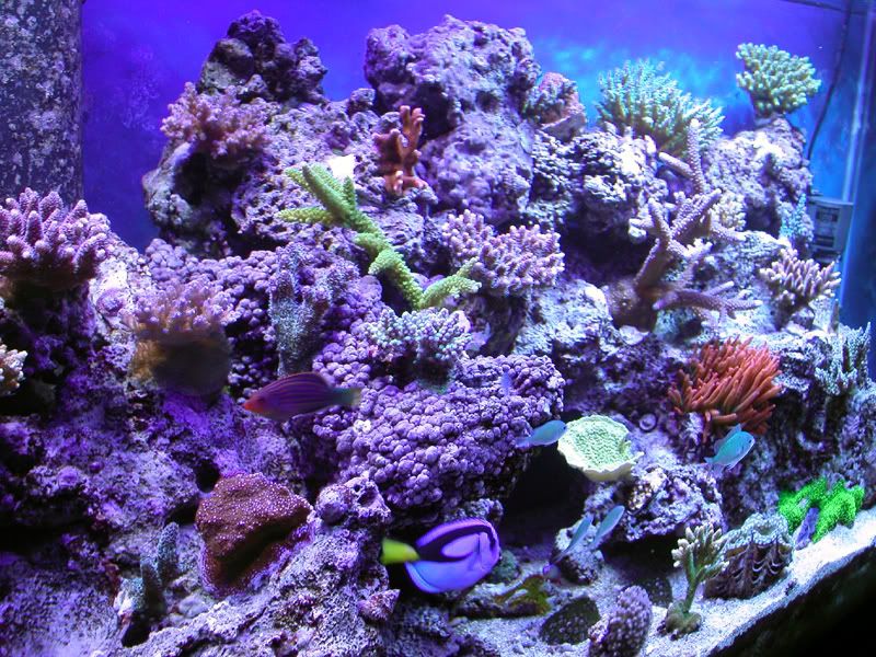 Reef062007web.jpg