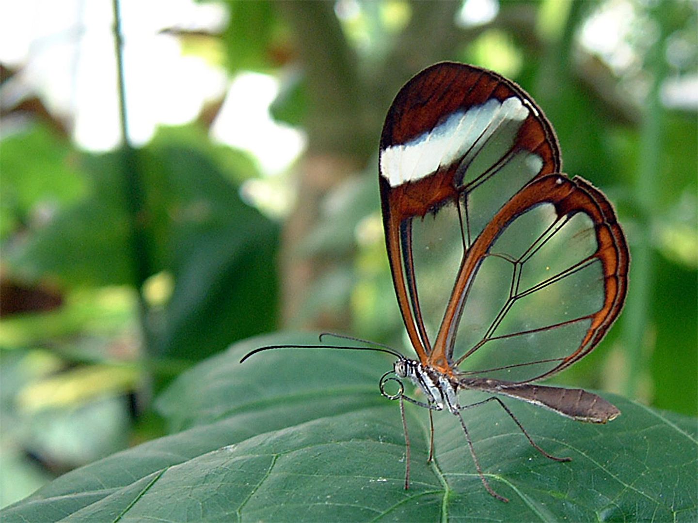 transparent butterfly1a