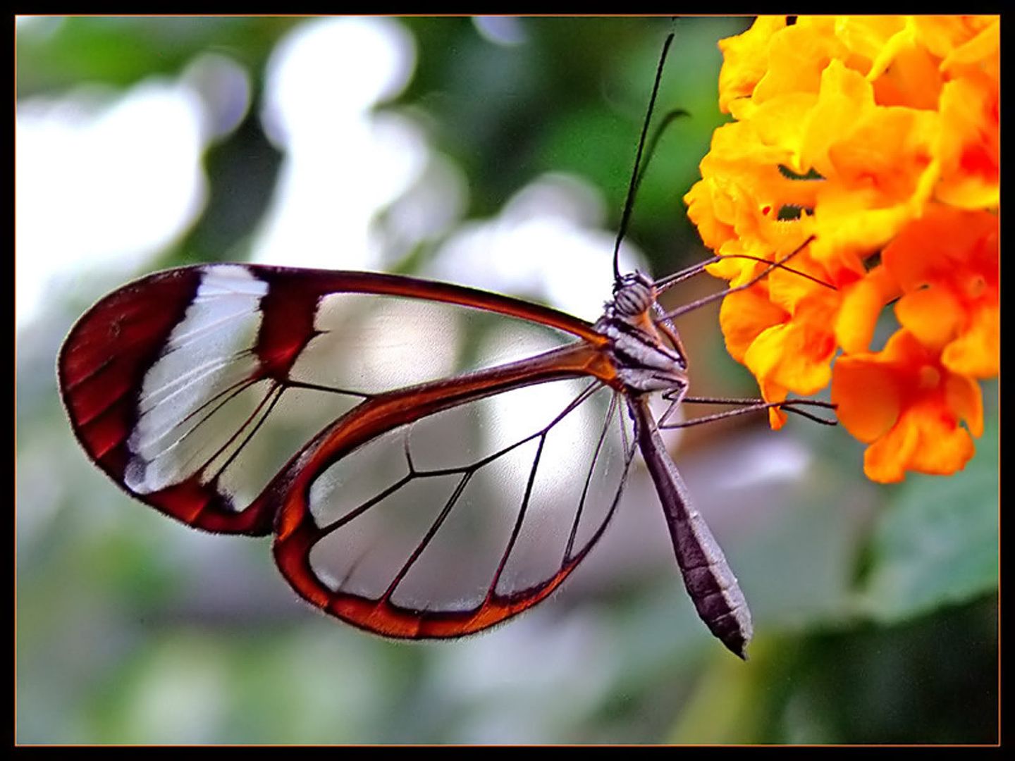 transparent-butterfly2a.jpg Transparent butterfly2 image by photowebs