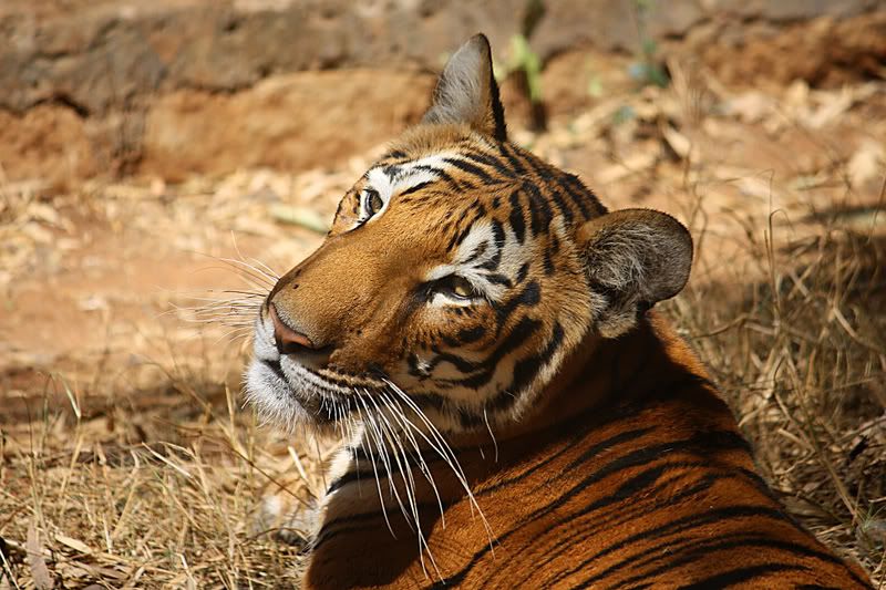 IMAGE: http://i74.photobucket.com/albums/i277/razackonline/IMG_0865.jpg