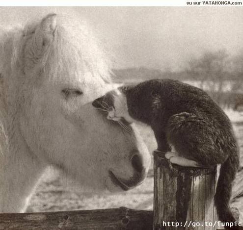 A cat and pony show. Pictures, Images and Photos