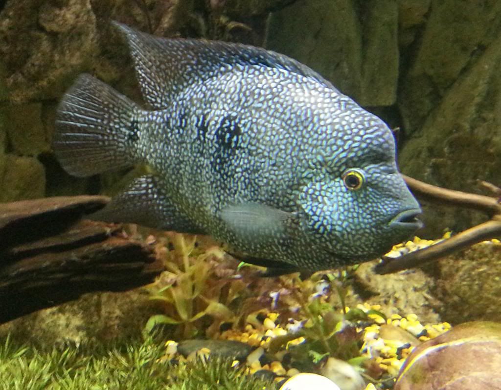 Texas Cichlid Sexing