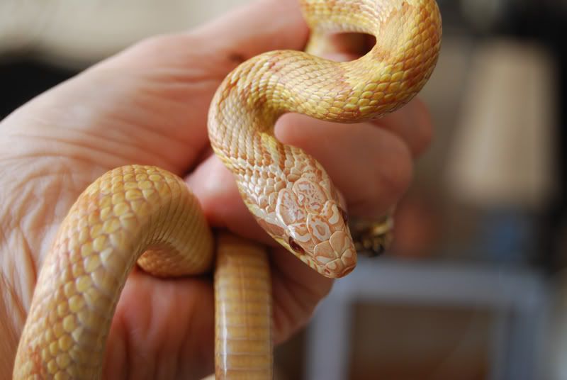 Korean Rat Snake