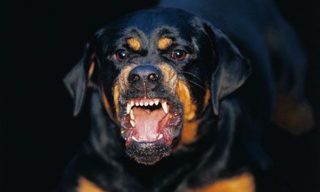 aggressive-Rottweiler_zps478c225b.jpg