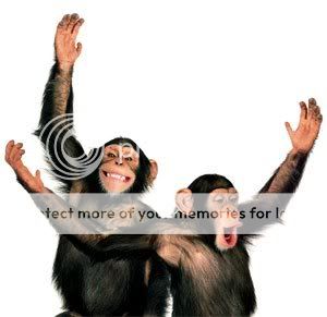 chimps-1.jpg