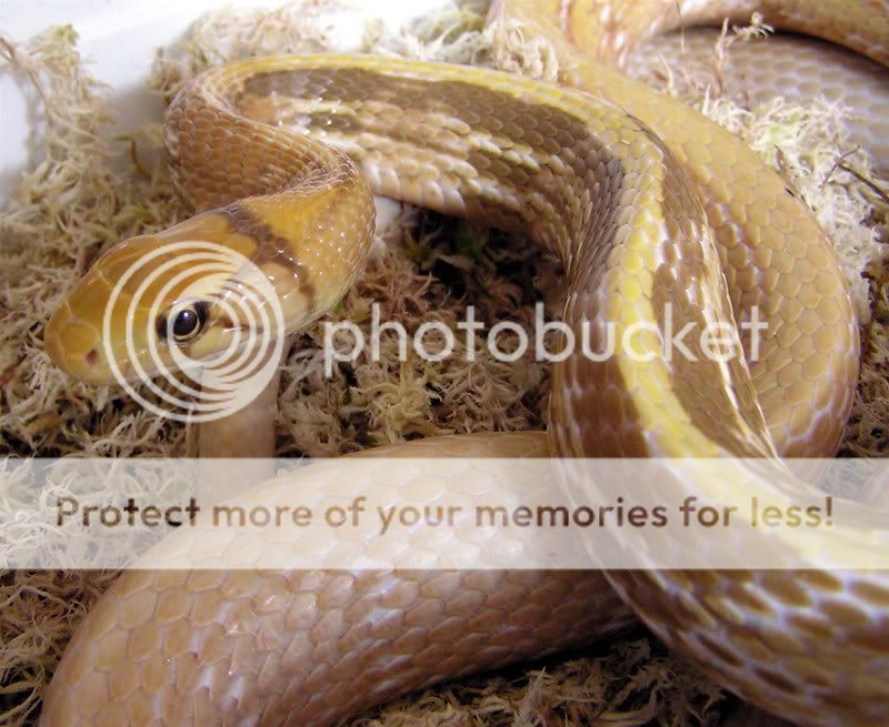 Radiated Ratsnake het T+, T- Albino pairing - Double visual? | Reptile ...